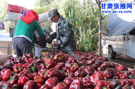 張掖市農科院微生物有機肥試點與土壤改良劑研發(fā)綜述